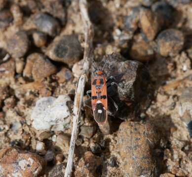 Image of Spilostethus longulus (Dallas & W. S. 1852)