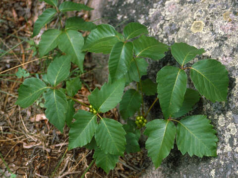 Sivun Toxicodendron rydbergii (Small ex Rydb.) Greene kuva