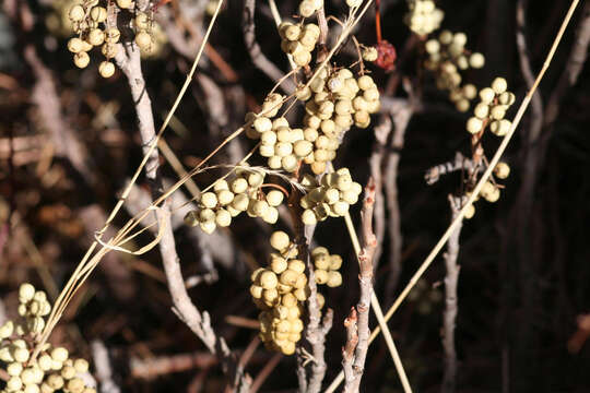 Sivun Toxicodendron rydbergii (Small ex Rydb.) Greene kuva