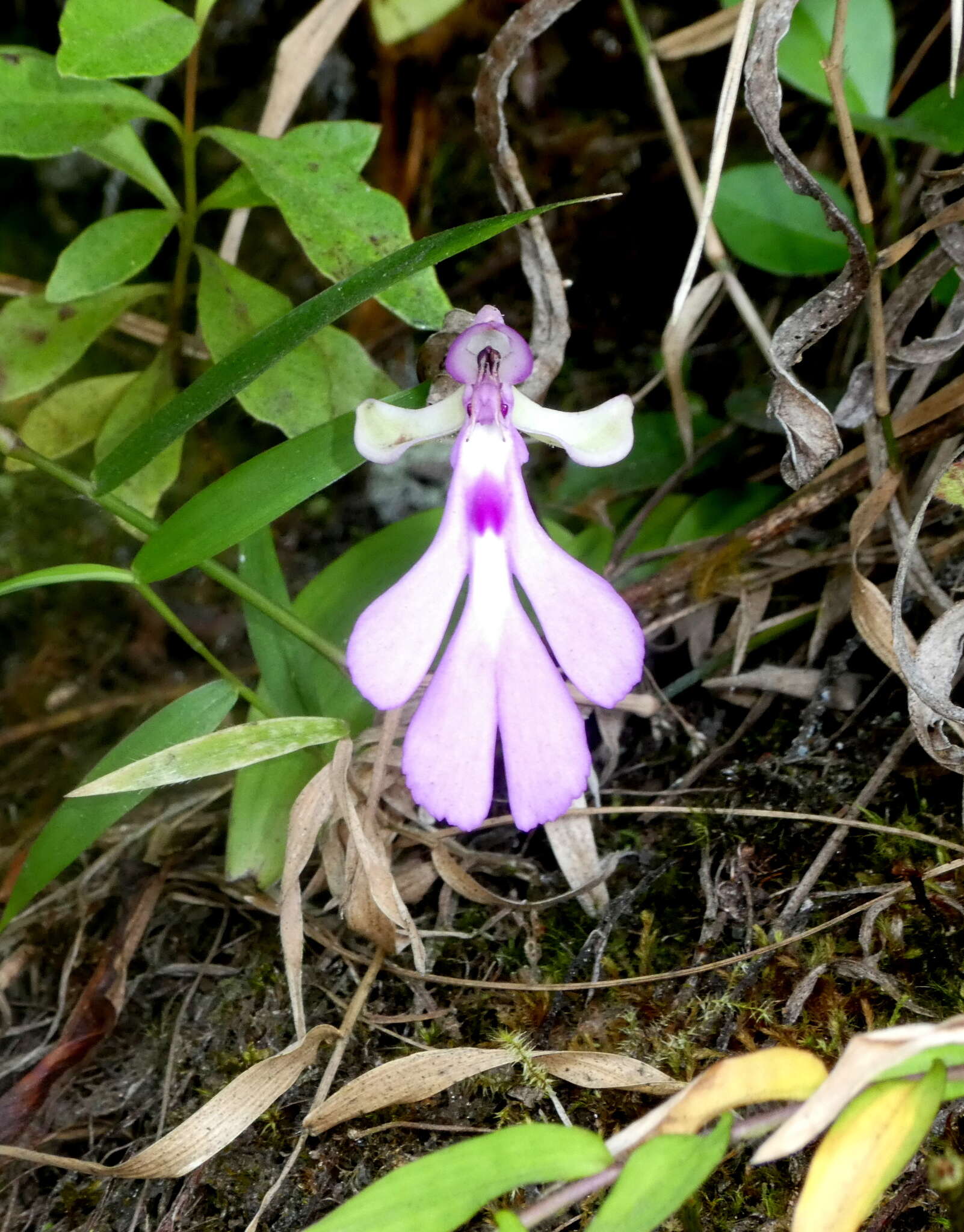 Image of Cynorkis lowiana Rchb. fil.