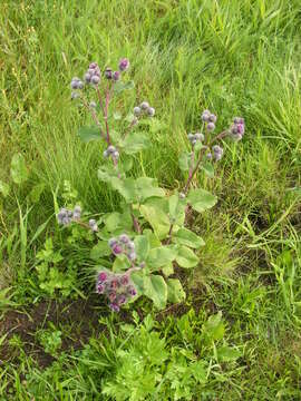 Image of woolly burdock