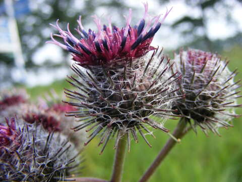 Image of woolly burdock