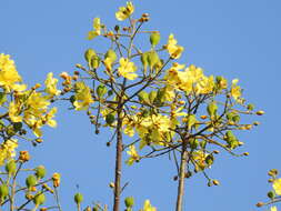 Imagem de Cochlospermum orinocense (Kunth) Steud.