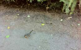 Image of Douglas's Squirrel