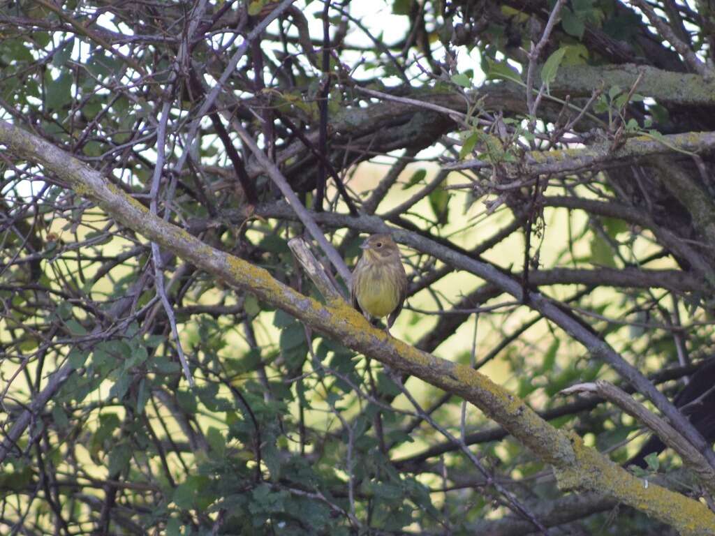 Image of Yellowhammer