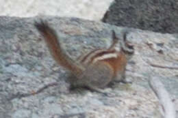 Image of Long-eared Chipmunk