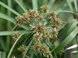 Sivun Cyperus alternifolius L. kuva