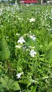 Image of talus slope penstemon