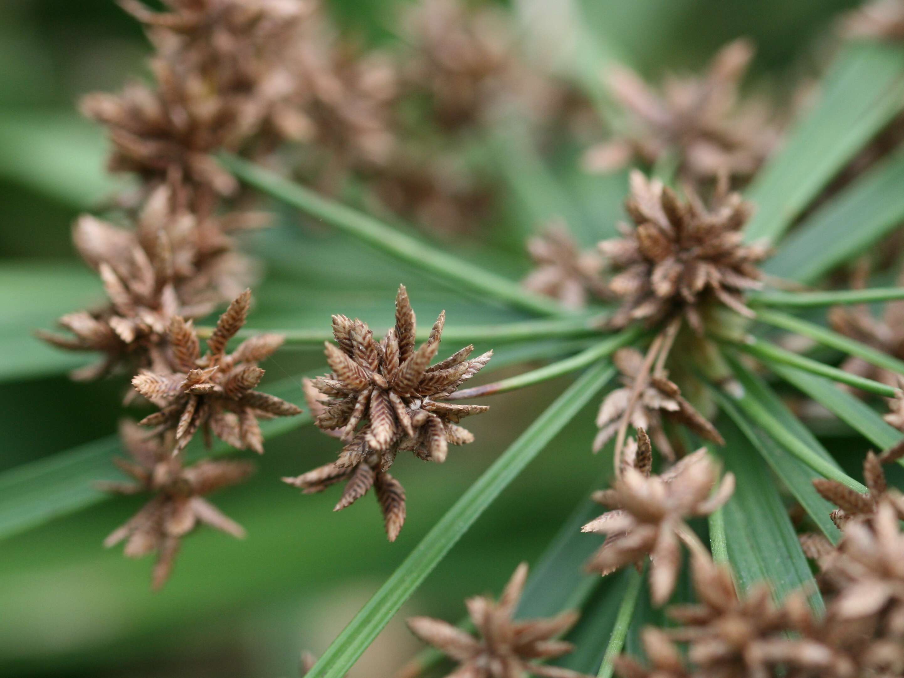 Sivun Cyperus alternifolius L. kuva