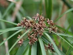 Sivun Cyperus alternifolius L. kuva