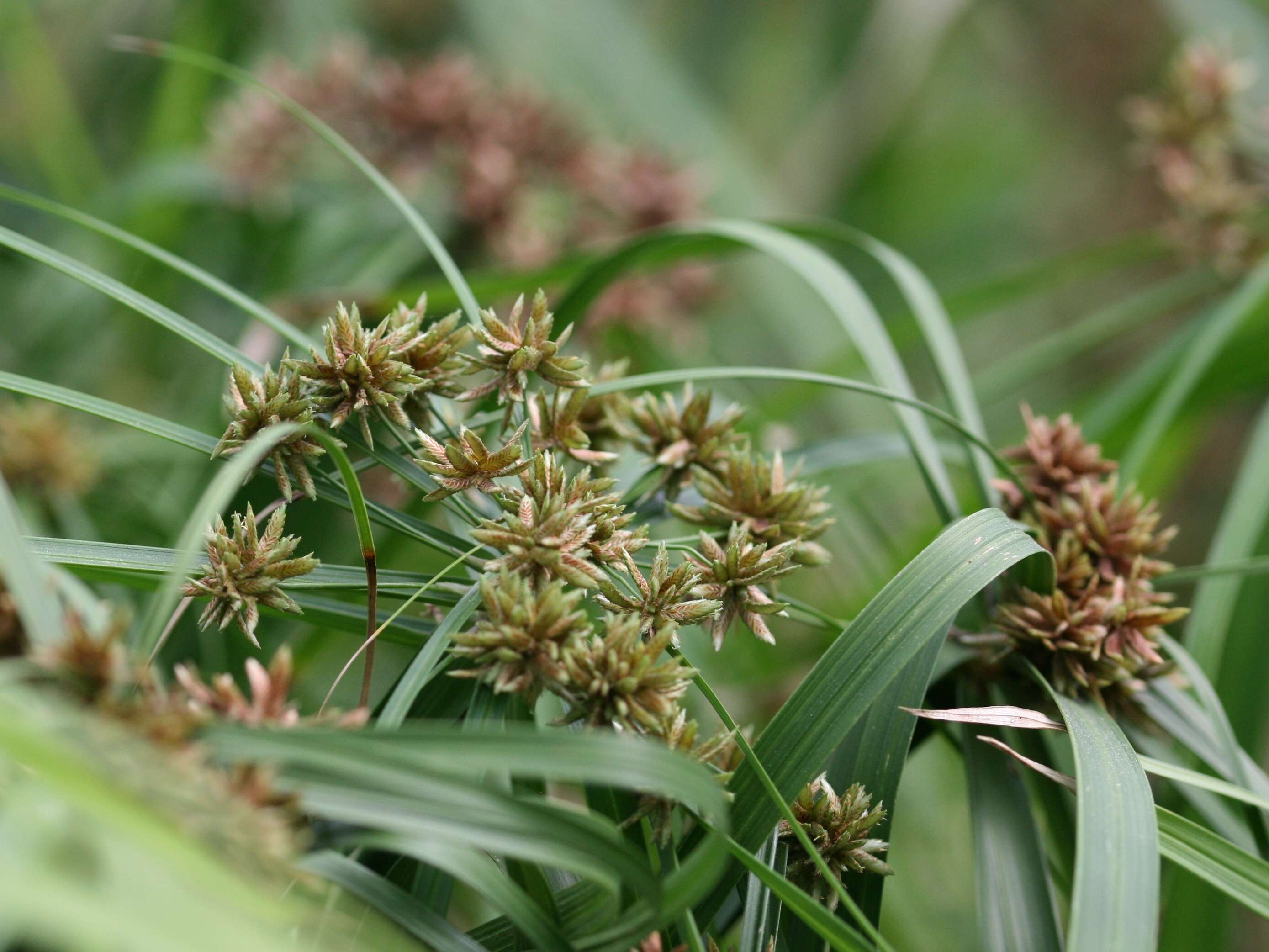 Sivun Cyperus alternifolius L. kuva