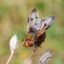 Imagem de Ectophasia crassipennis (Fabricius 1794)