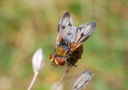 Imagem de Ectophasia crassipennis (Fabricius 1794)