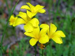 Image of Linum dolomiticum Borb.