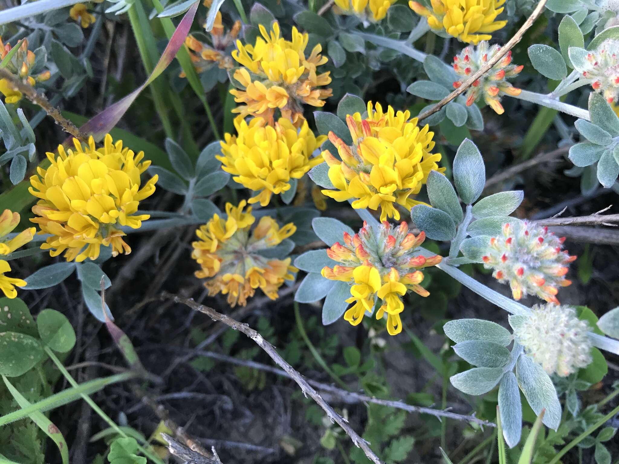 Image of <i>Acmispon argophyllus</i> var. <i>argenteus</i>