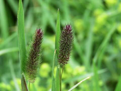 Image of Phleum alpinum subsp. rhaeticum Humphries