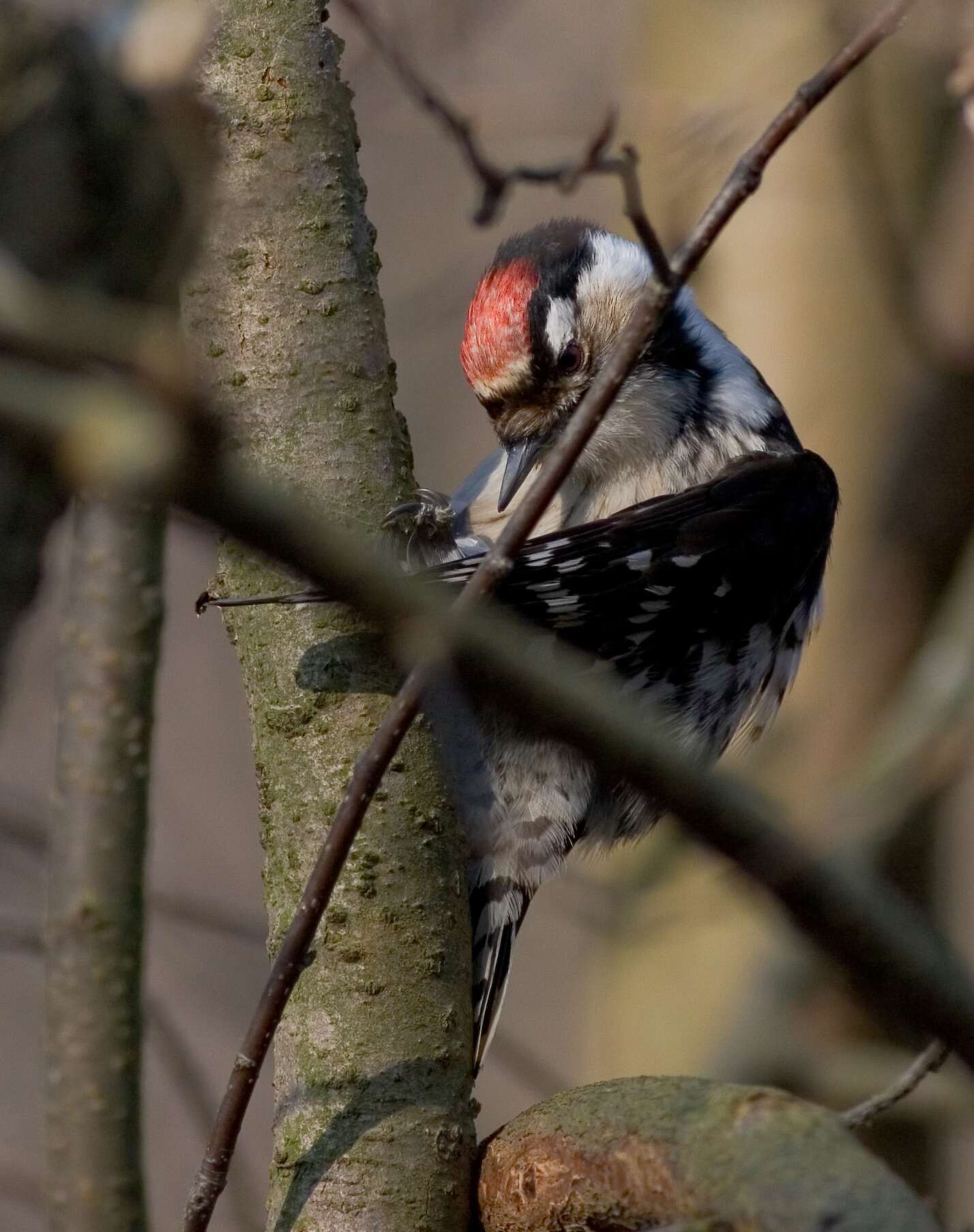 Image of Lesser Spotted Woodpecker