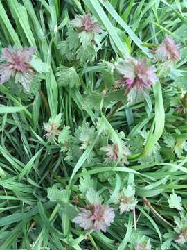 Image of Lamium purpureum var. hybridum (Vill.) Vill.