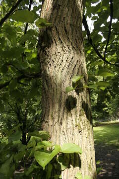 Image of Chinese Necklace Poplar