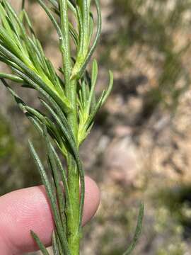 Image of Athanasia linifolia Burm. fil.