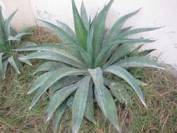 Image of American Aloe