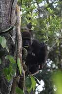 Image of Western Lowland Gorilla