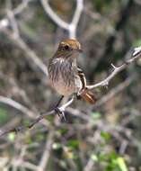 Imagem de Knipolegus striaticeps (d'Orbigny & Lafresnaye 1837)