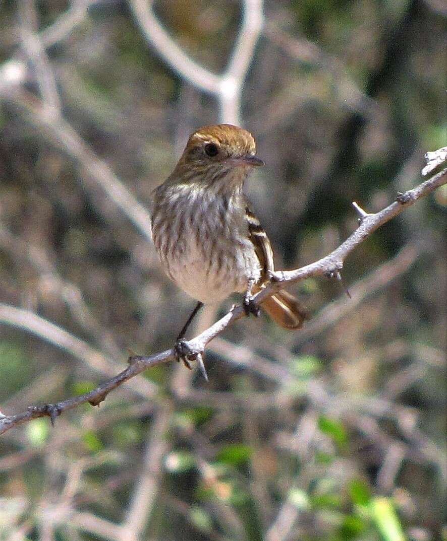 Image of Cinereous Tyrant