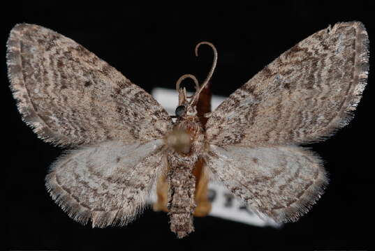 Image of Eupithecia pseudotsugata MacKay 1951