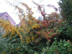 Image de Pyracantha coccinea M. J. Roemer