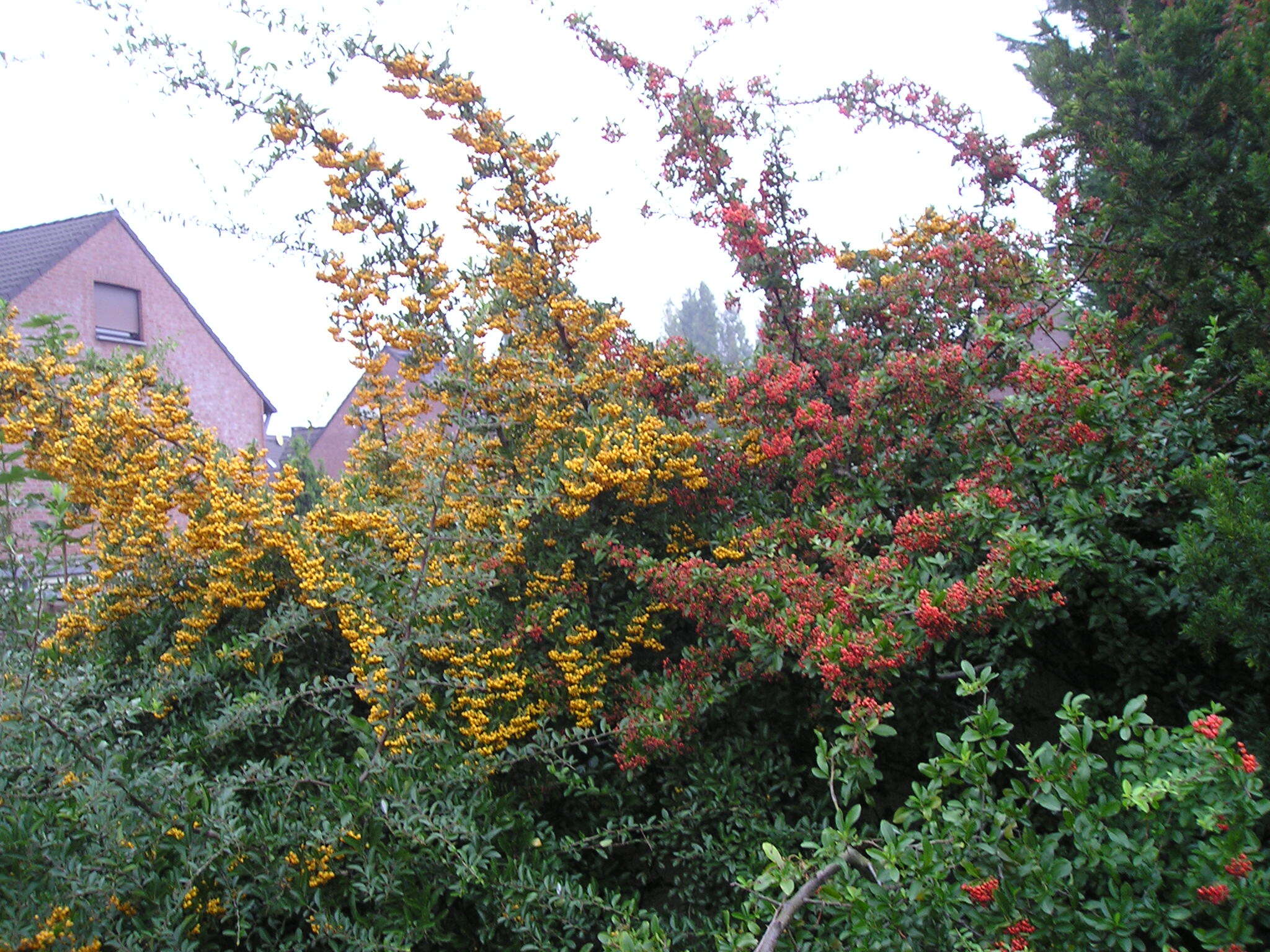 Image de Pyracantha coccinea M. J. Roemer