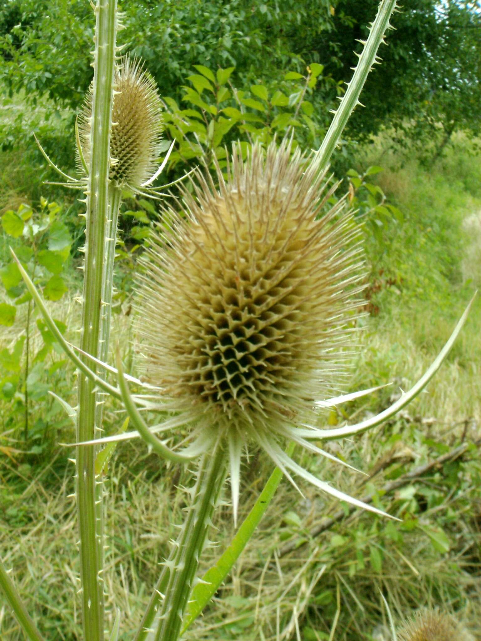 Image of Dipsacus fullonum