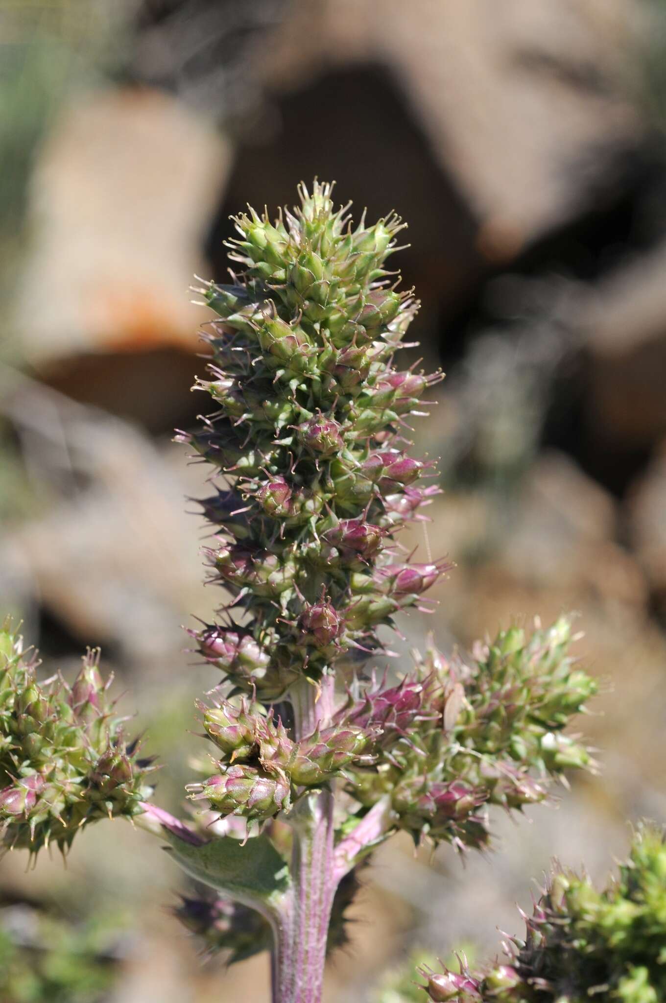 Image of Arctium lappaceum (Schrenk) Kuntze