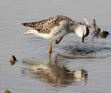 Image of Wood Sandpiper