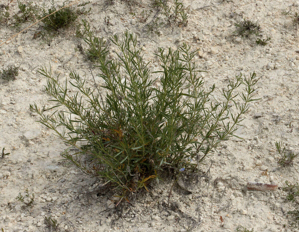 Image of Hyssopus officinalis subsp. montanus (Jord. & Fourr.) Briq.