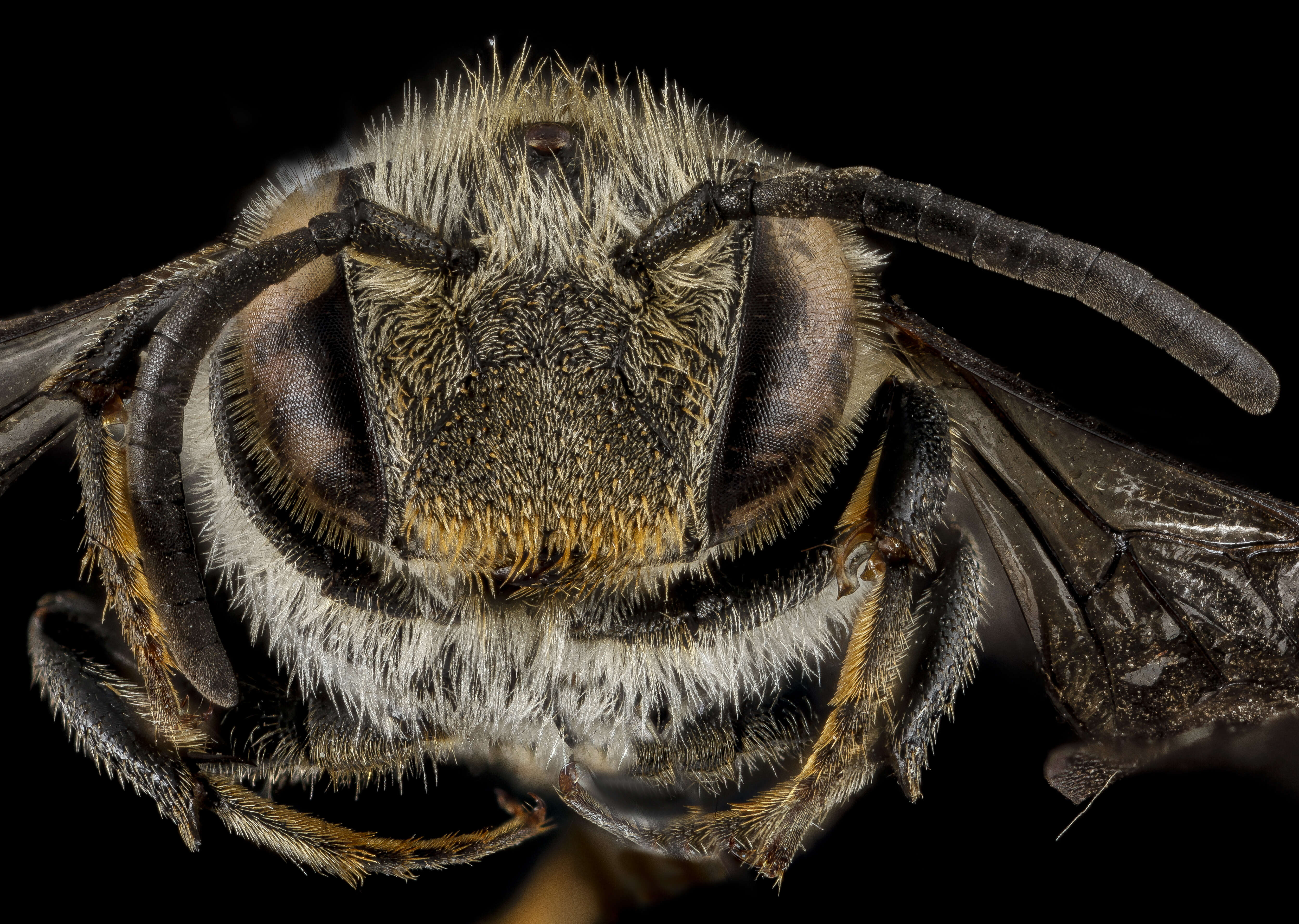 Image of Coelioxys sodalis Cresson 1878