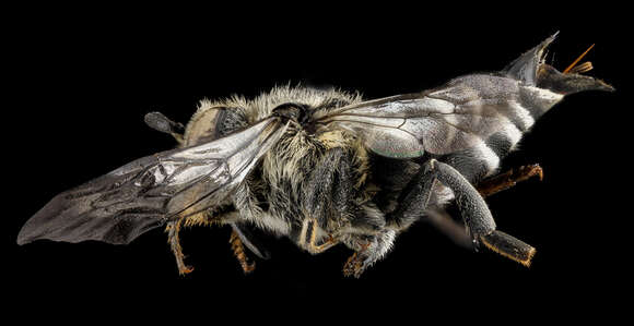 Image of Coelioxys sodalis Cresson 1878