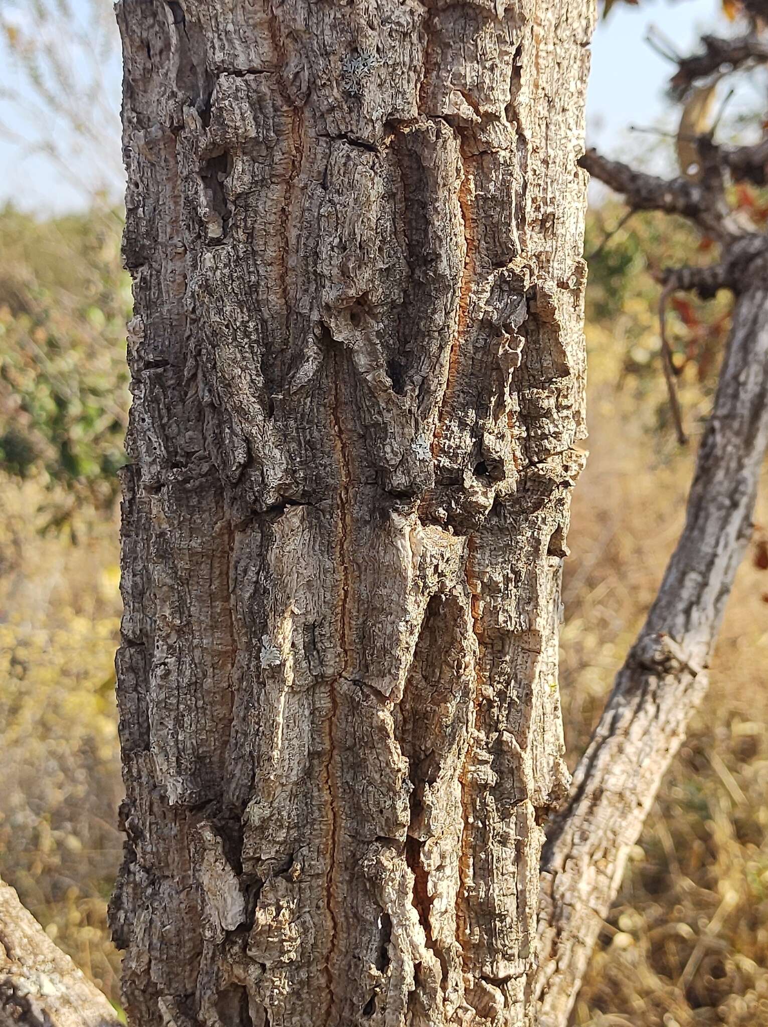 Image of Eriotheca pubescens (Mart. & Zucc.) Schott & Endl.