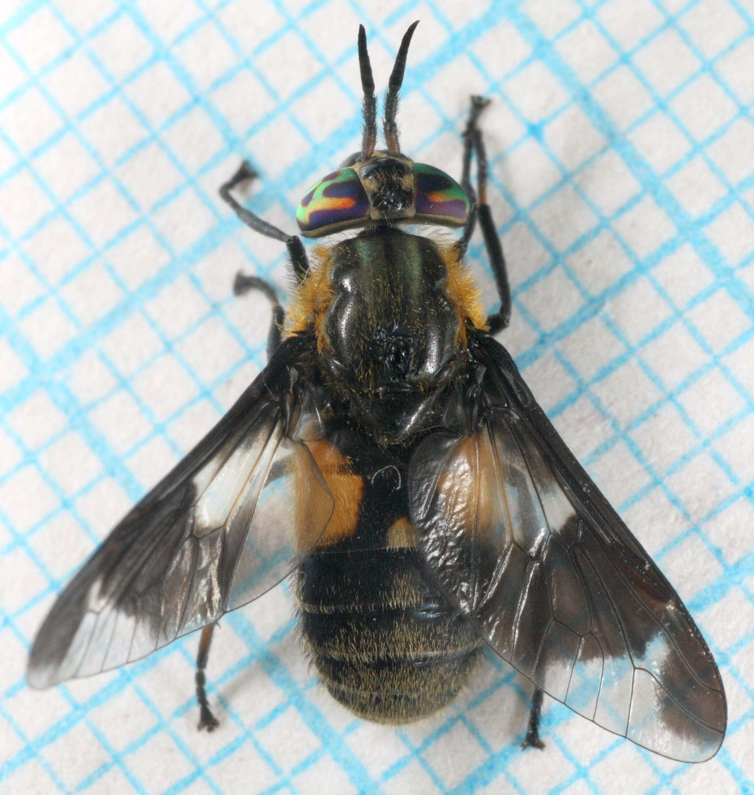 Image of Chrysops caecutiens (Linnaeus 1758)