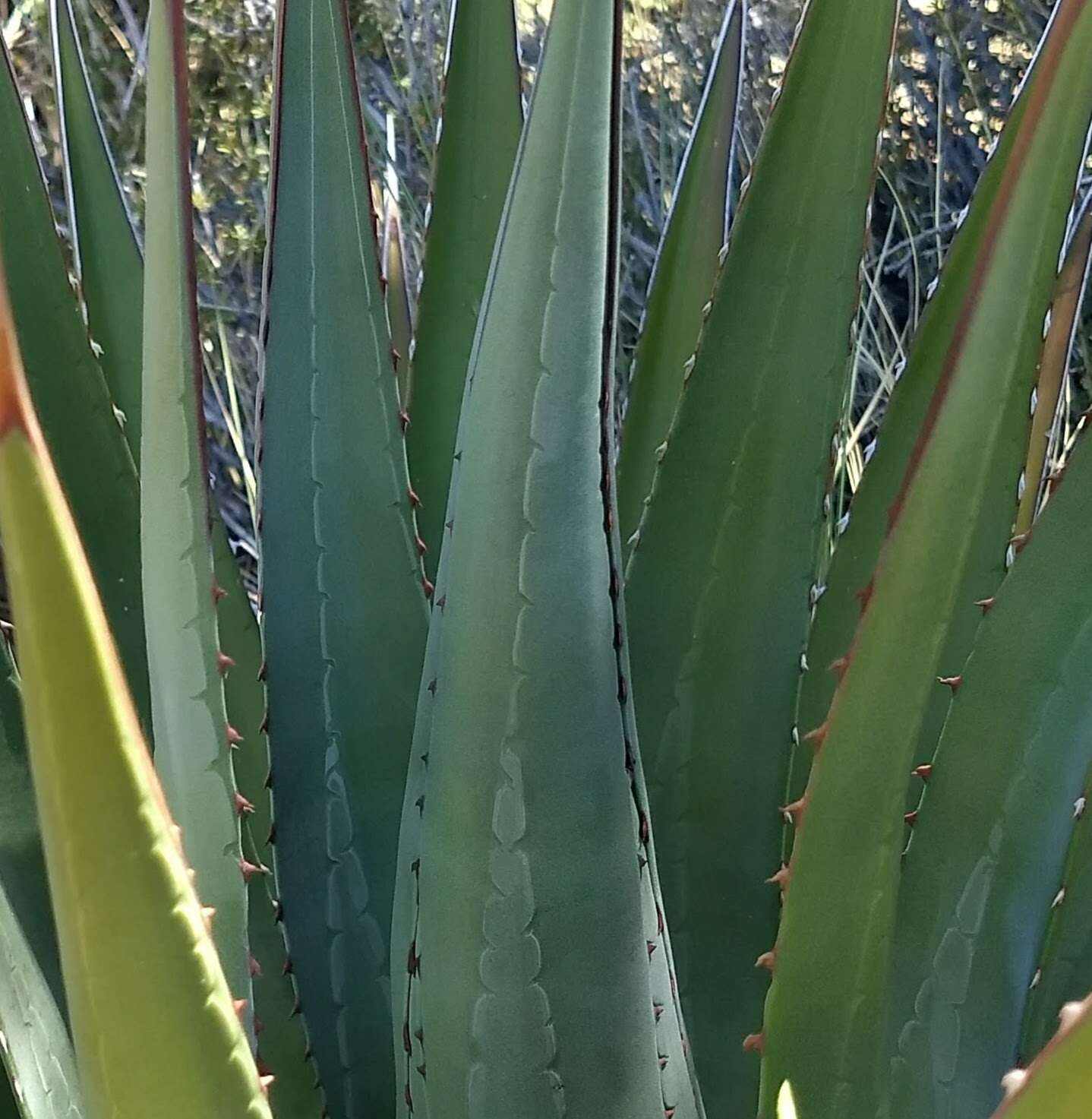 Слика од Agave utahensis subsp. kaibabensis (McKelvey) Gentry