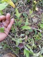 Sivun Dictyanthus reticulatus Benth. & Hook. fil. ex Hemsl. kuva