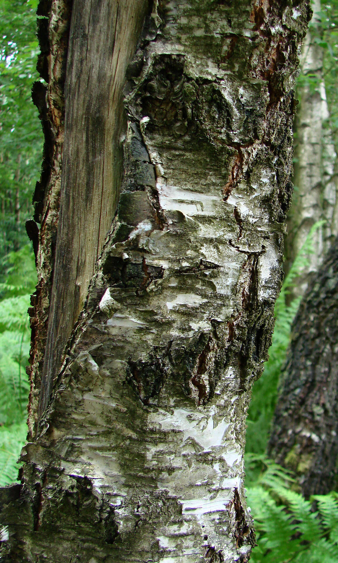 Image of Common Birch