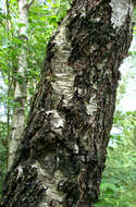 Image of Common Birch