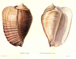Image of Titanostrombus galeatus (Swainson 1823)