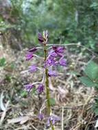 Imagem de Dipodium campanulatum D. L. Jones