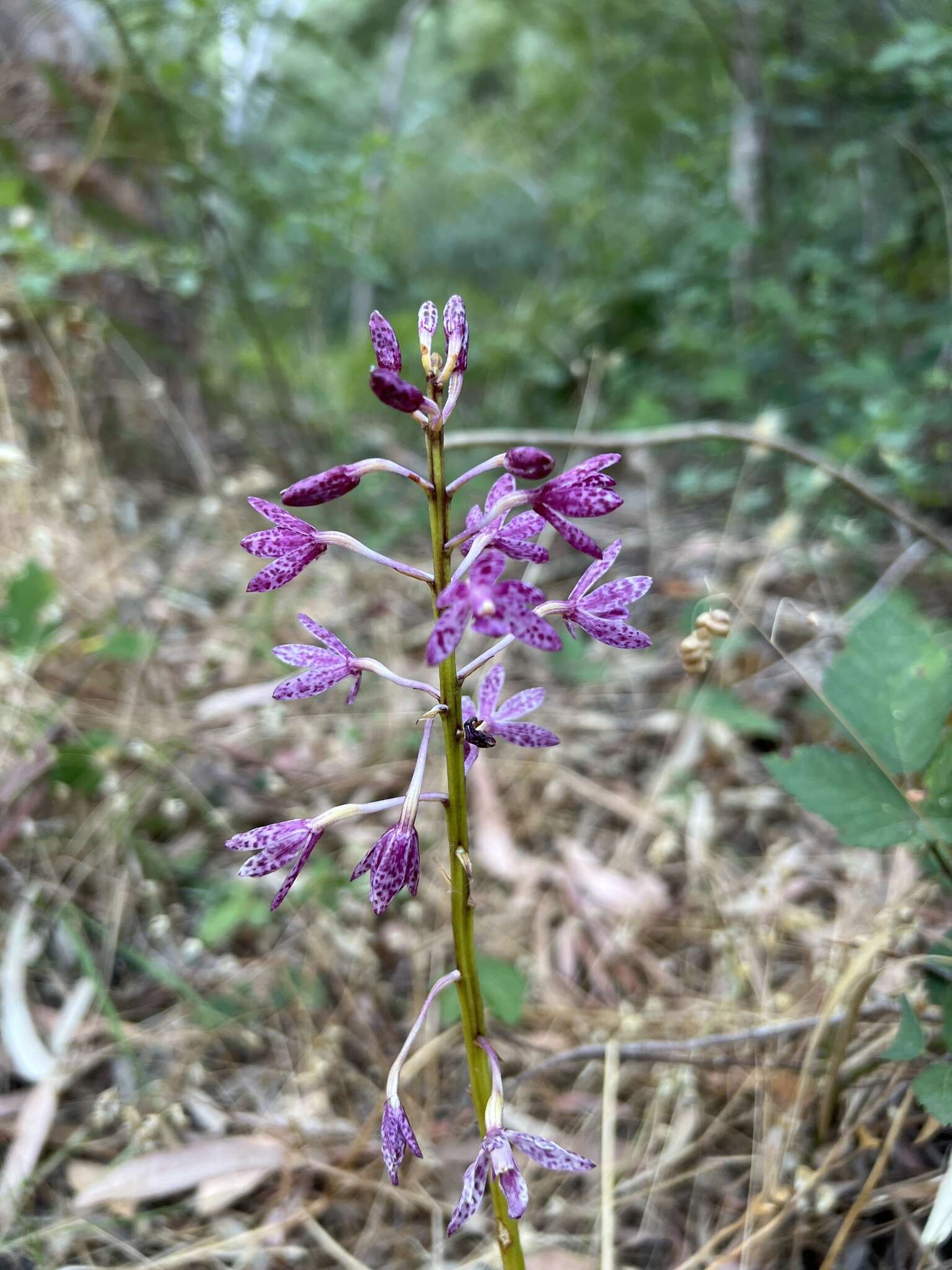 Imagem de Dipodium campanulatum D. L. Jones