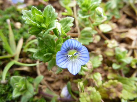 Image of birdeye speedwell