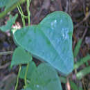 Aristolochia paulistana Hoehne的圖片