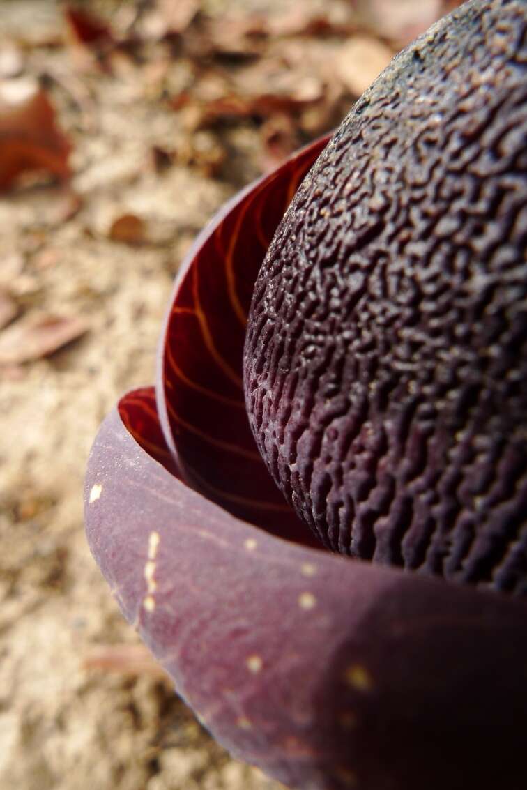 Amorphophallus aphyllus (Hook.) Hutch.的圖片