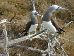 Image of Brown Booby